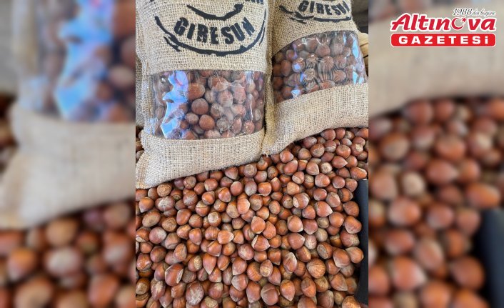 Fındıkta kahverengi kokarca popülasyonu ve zarar yoğunluğu araştırılıyor