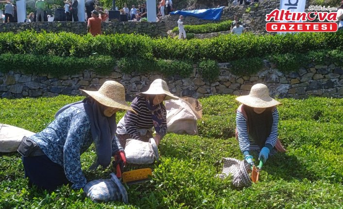 Giresun'da yeni sürgün çay hasadı etkinliği yapıldı