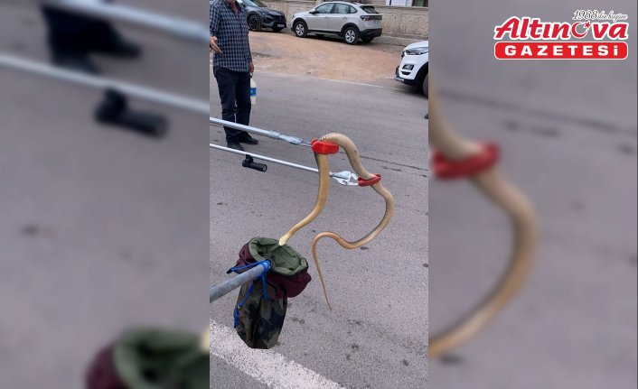 Gümüşhane'de otomobilin tekerleğine giren yılanı itfaiye ekipleri çıkardı