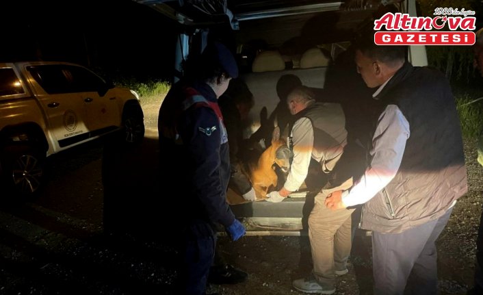 Gümüşhane'de yaralı karaca tedavi altına alındı