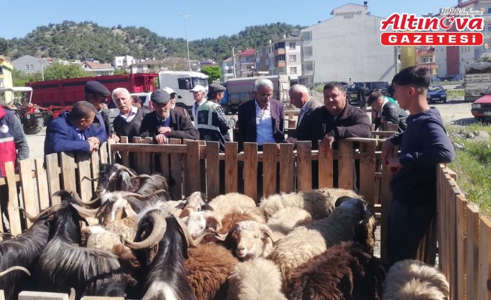 Hanönü ilçesinde hayvan pazarı açıldı
