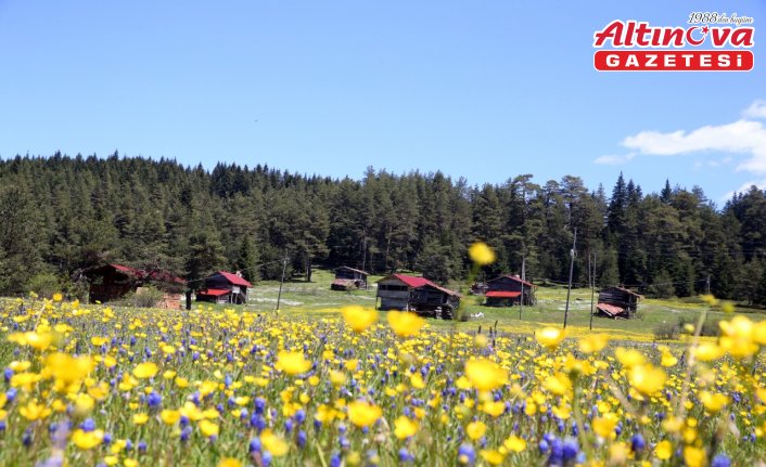 Kastamonu yaylaları baharın tüm güzelliklerini sergiliyor