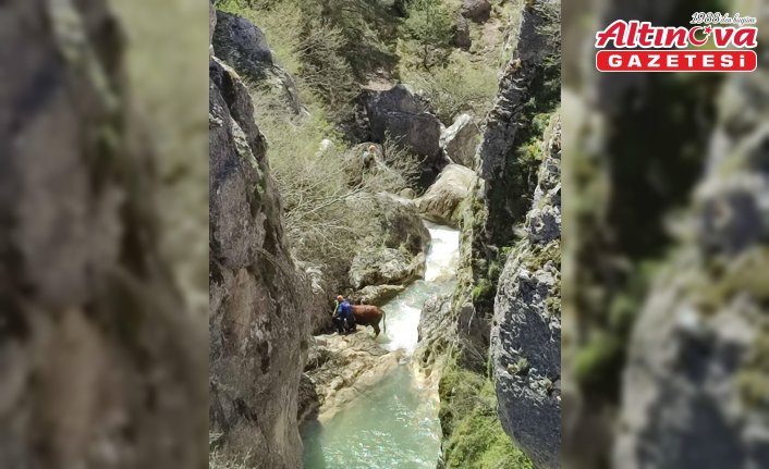 Kastamonu'da akarsuya düşen büyükbaş hayvanı AFAD ekibi kurtardı