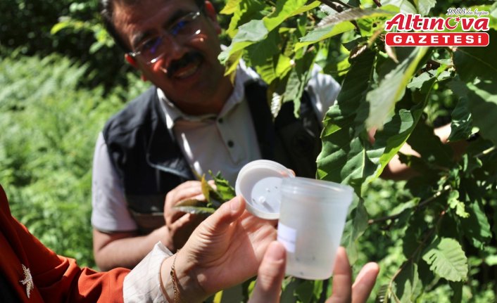 Kastamonu'da gal arısı ile mücadele için doğaya “düşman arı“ salındı
