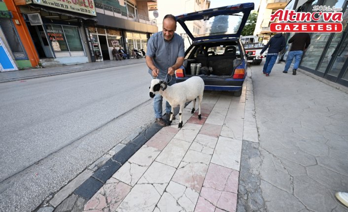 Kurbanlık aldığı koçla arkadaş gibi oldu