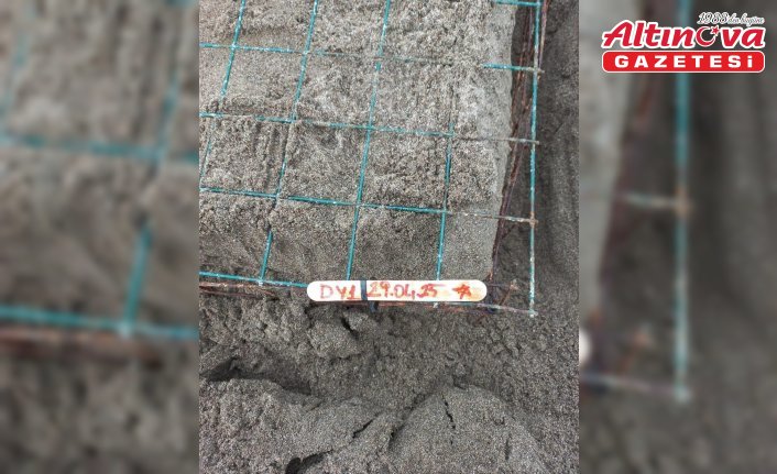 Muğla'da caretta carettalar İztuzu sahiline yumurta bırakmaya başladı