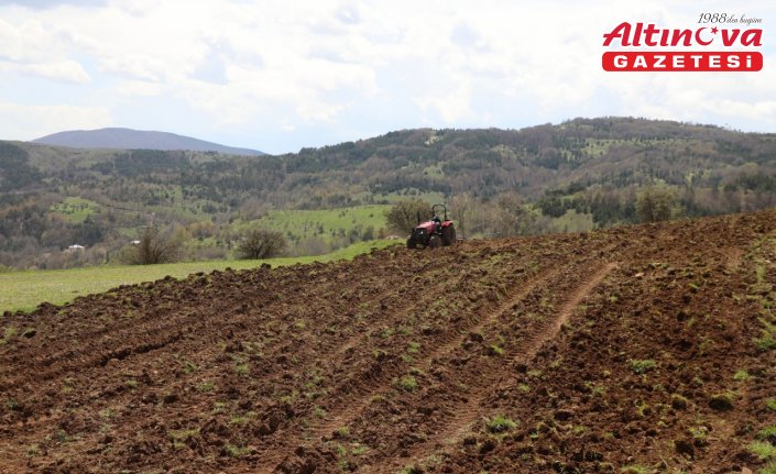 Ordu'da karabuğdayın üretim alanı arttı