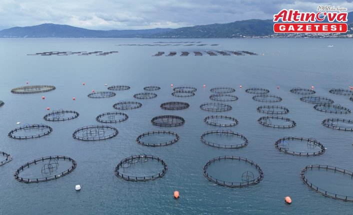 Ordu'da üretilen Türk somonundan yaklaşık 1 milyar lira katkı bekleniyor