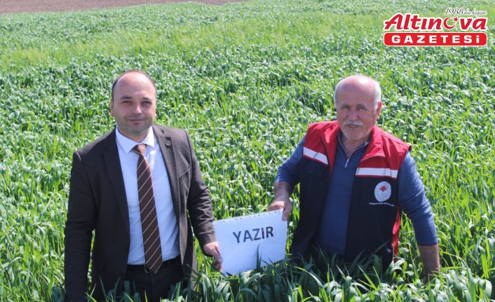 Pazar'da yulaf ekim alanlarında fenolojik gözlem yapıldı