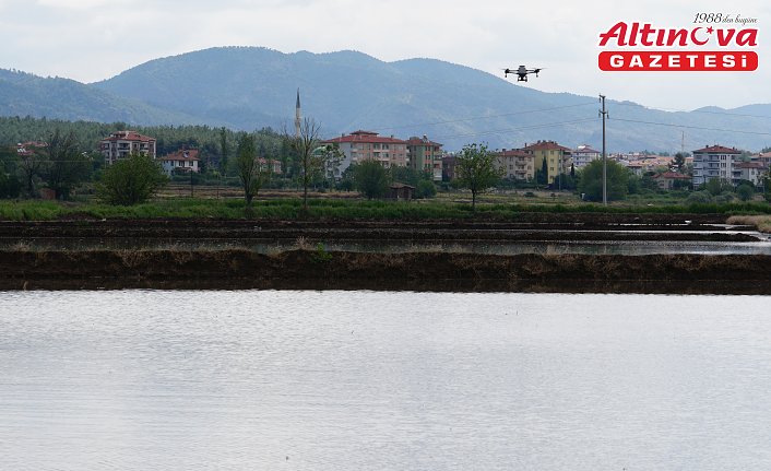 Pirinç üretimiyle öne çıkan Osmancık'ta dronla çeltik ekimi yapılıyor