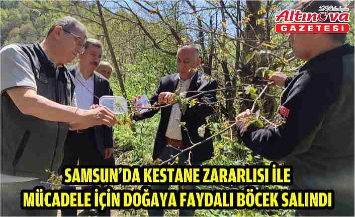 Samsun'da kestane zararlısı ile mücadele için doğaya faydalı böcek salındı