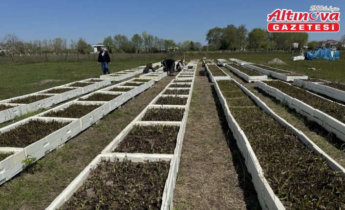 Samsun'da özel izinle üretilen salep orkidesinde hasat mesaisi