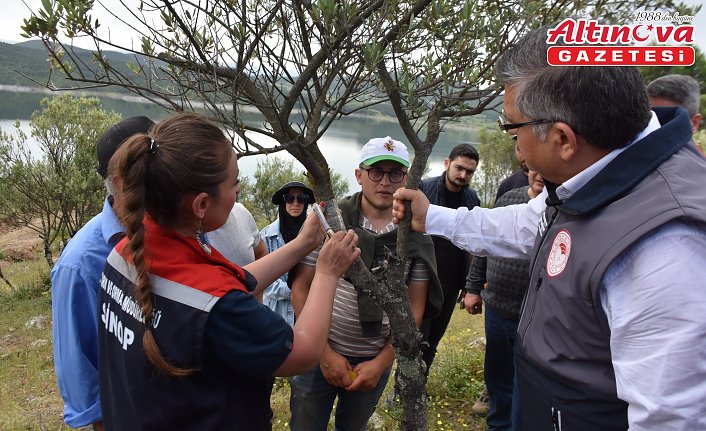 Sinop'ta 80 bin yabani zeytin ağacı aşılanarak ekonomiye kazandırılıyor