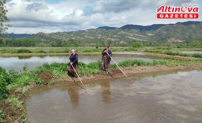 Sinop'ta 18 bin dekar alanda çeltik ekimine başlandı