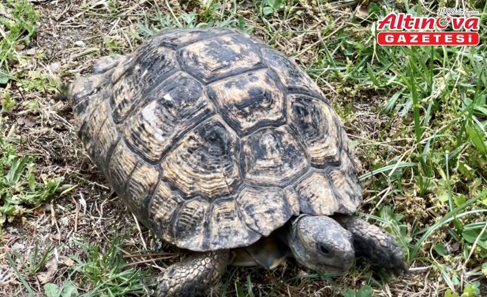 Sinop'ta doğada bitkin bulunan kaplumbağa tedavi edildi
