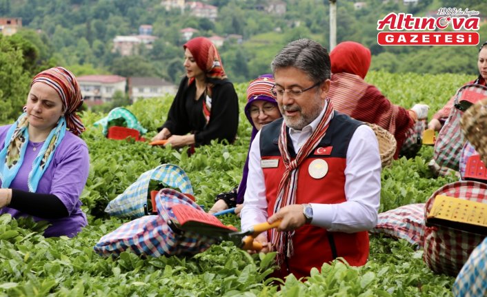 Tarım ve Orman Bakanı Yumaklı, Rize'de çay hasadına katıldı: