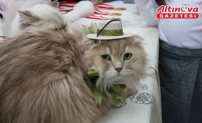 Tokat'ta kedi güzellik yarışması düzenlendi