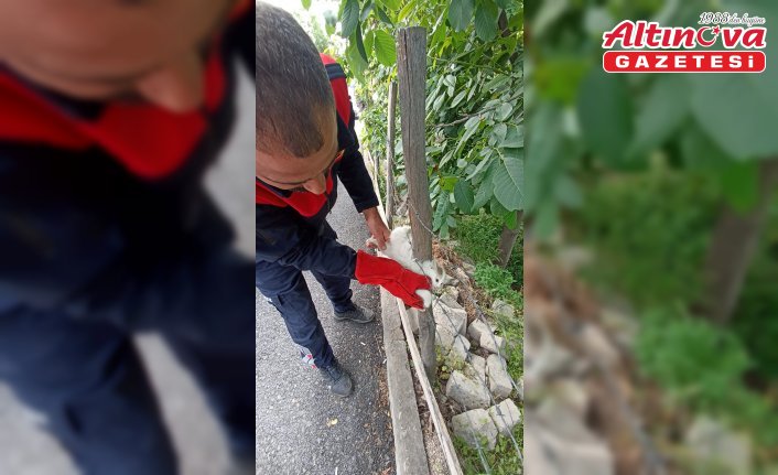 Tokat'ta bahçedeki çite sıkışan kedi kurtarıldı