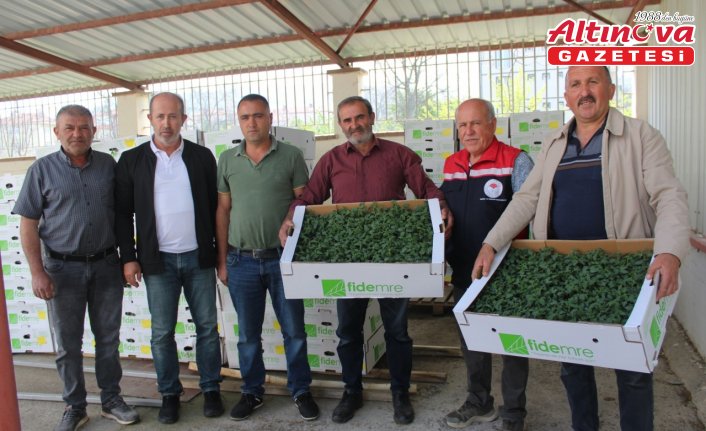 Tokat'ta çiftçilere 49 bin yerli sebze dağıtıldı