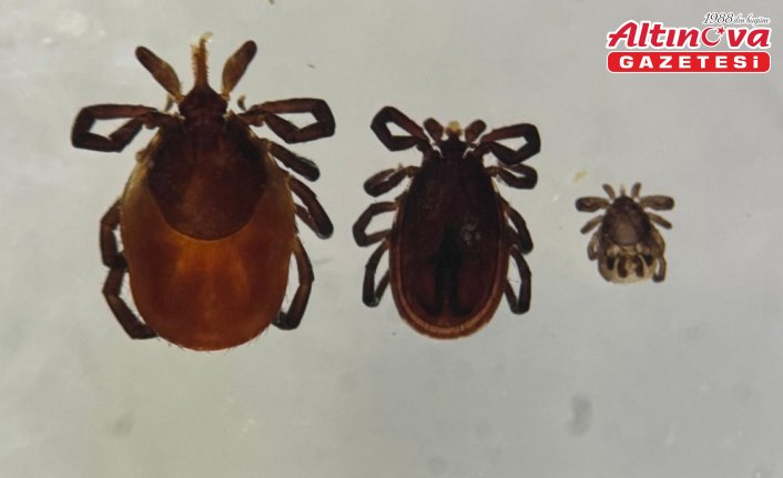 Toplu iğne başı kadar küçük olabilen kenelere dikkat