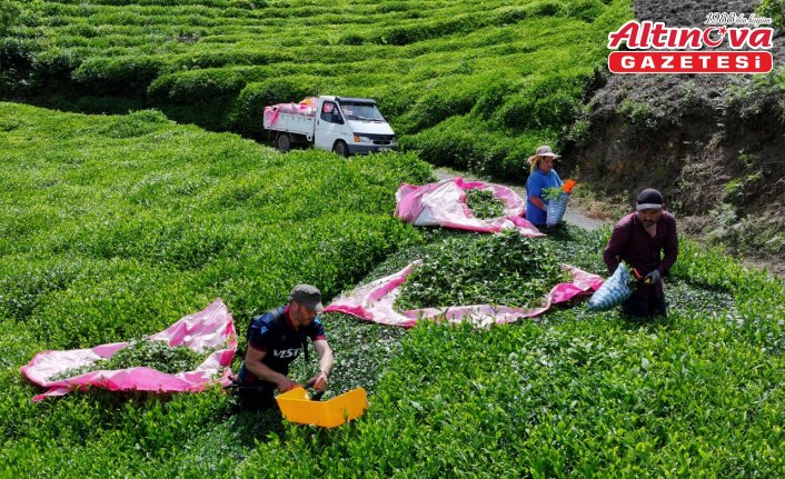 Trabzonlu çay üreticileri ilk sürgün hasadı için makas sallıyor