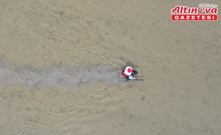 Türkiye'nin ilk çeltik fabrikasının kurulduğu Tosya'da çeltik ekimi başladı