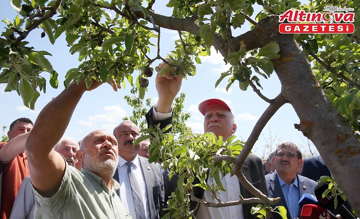 TZOB Genel Başkanı Bayraktar, Çorum'da dondan etkilenen meyve bahçelerini inceledi