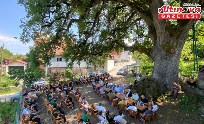 677 yaşındaki anıt ağaç asırlardır buluşma noktası oluyor