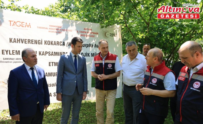 Arhavi'de kahverengi kokarcayla mücadele için samuray arıları doğaya bırakıldı