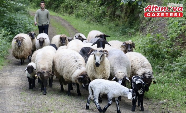 Bacağı kırılan kuzu takılan platin sayesinde yürümeye başladı