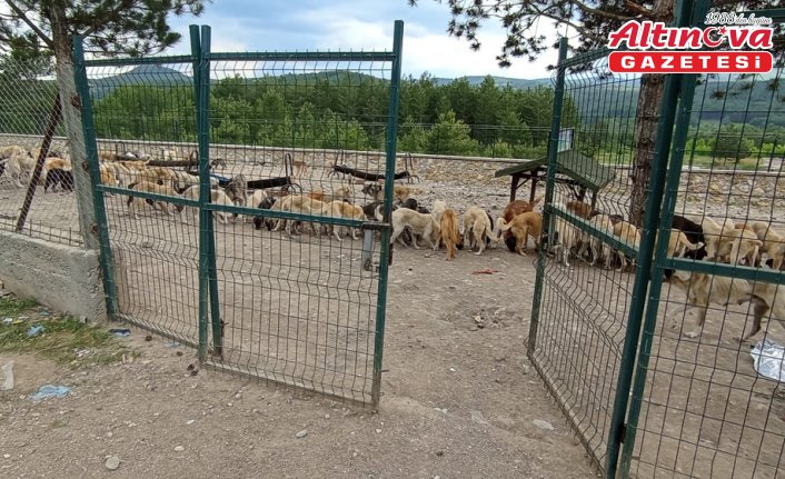 Belediye hayvan barınağının kapısının kilidini kırdılar