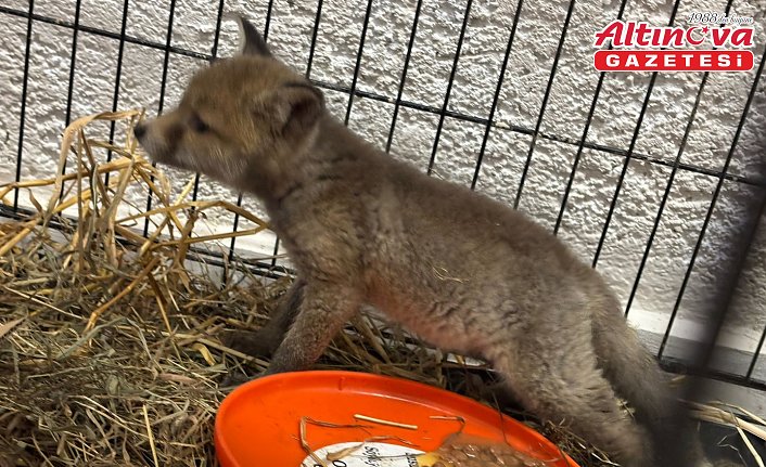 Bolu'da bayram tatili süresince 13 kuş ile 5 tilki tedavi edildi