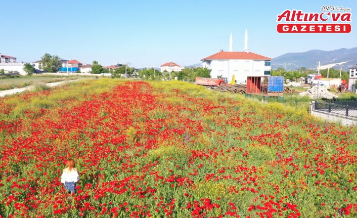 Bolu'da tarlada açan gelincikler güzel görüntü oluşturdu