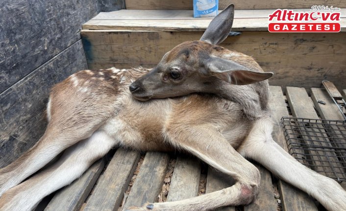 Bolu'da yaralı geyik yavrusu koruma altına alındı