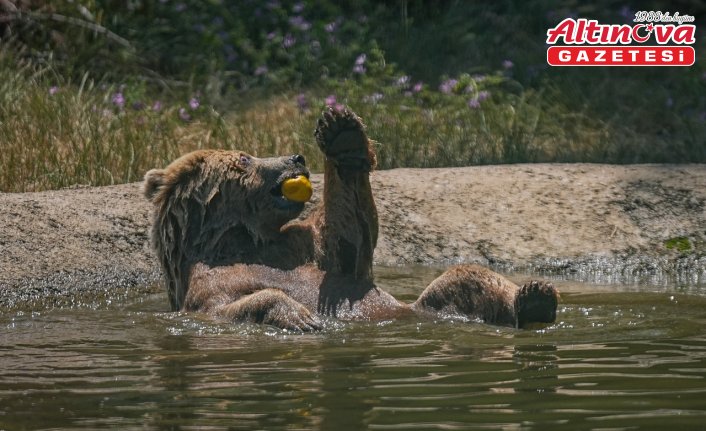 Bursa'daki ayı barınağının sakinleri sıcak havalarda özel gıdalarla besleniyor