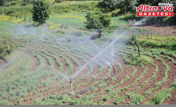 Coğrafi işaret, “Bayburt tarhunu“na ihracat yolunu açtı