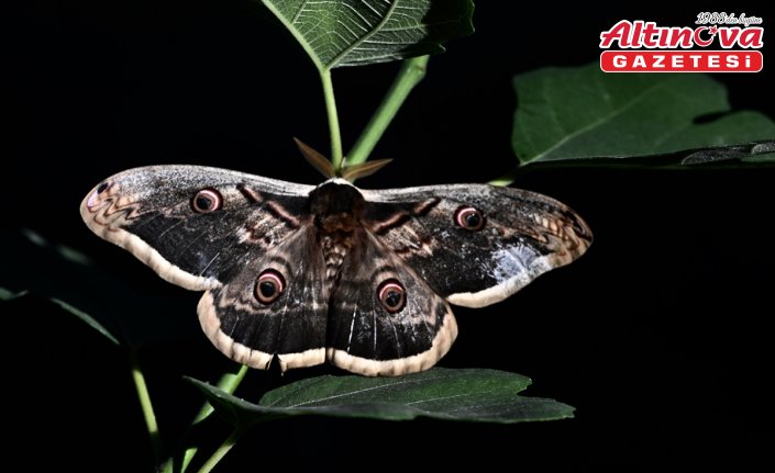 Düzce'de kanat açıklığı 15 santimetre olan tavus kelebeği bulundu