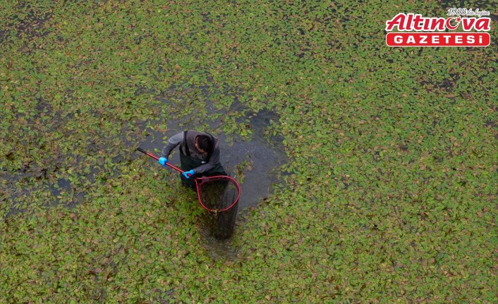 Düzce'de korumaya alınan semender türleri takip altında