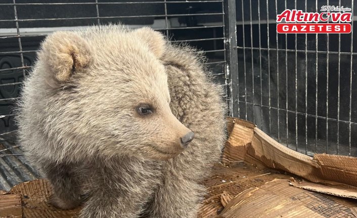 Erzurum'da bitkin bulunan ayı yavrusu koruma altına alındı