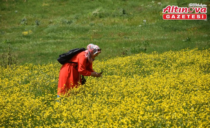 Gümüşhane'de adını “sarı çiçek“ten alan köydeki tarlalar renklendi