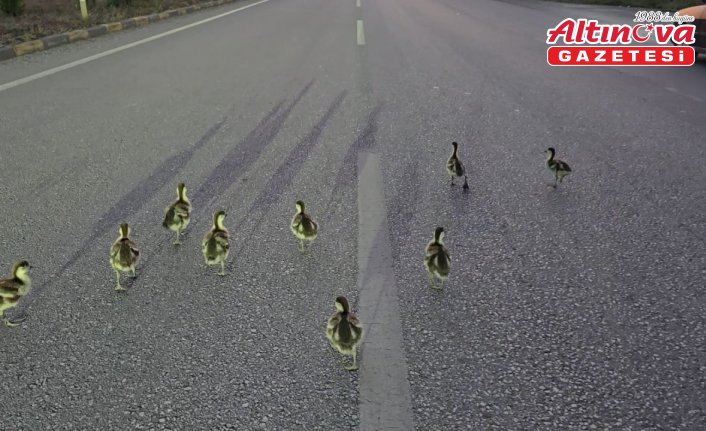 Karabük'te kara yoluna çıkan ördek yavruları kurtarıldı
