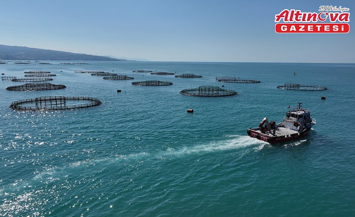 Karadeniz'deki kafeslerde yetiştirilen Türk somonu hasadı bereketli geçiyor