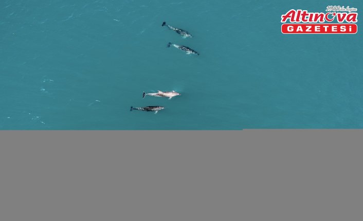 Karadeniz'de sürü halinde dolaşan yunuslar dronla görüntülendi