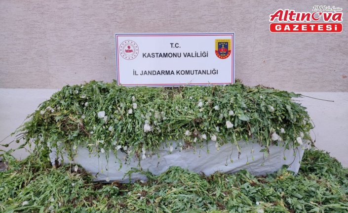 Kastamonu'da 120 bin 300 kök haşhaş bitkisi ele geçirildi