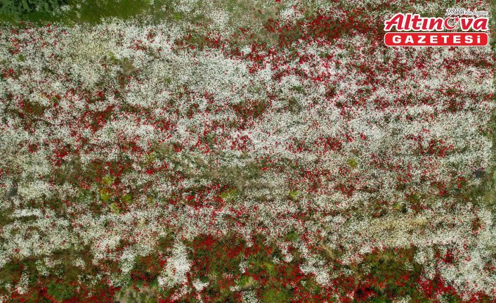 Kastamonu'da rengarenk çiçeklerin süslediği araziler ilgi görüyor