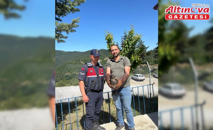 Kastamonu'da tedavileri tamamlanan kuşlar doğaya salındı