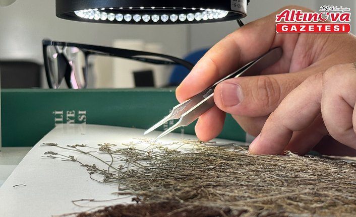 Küre Dağları Milli Parkı'nda 80 kökten oluşan endemik bitki türü keşfedildi