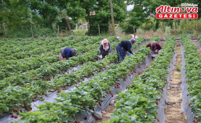 Ordu'da çilek hasadı başladı