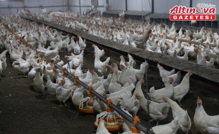 Ordu'da yılda 100 milyon yumurta hedefi