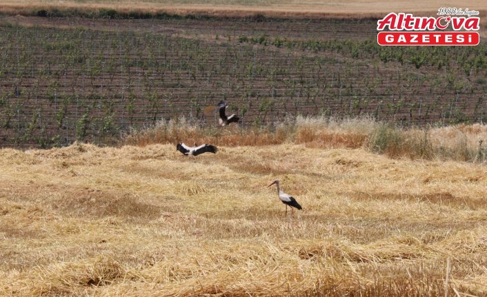 Pazar ilçesinde arpa hasadı başladı